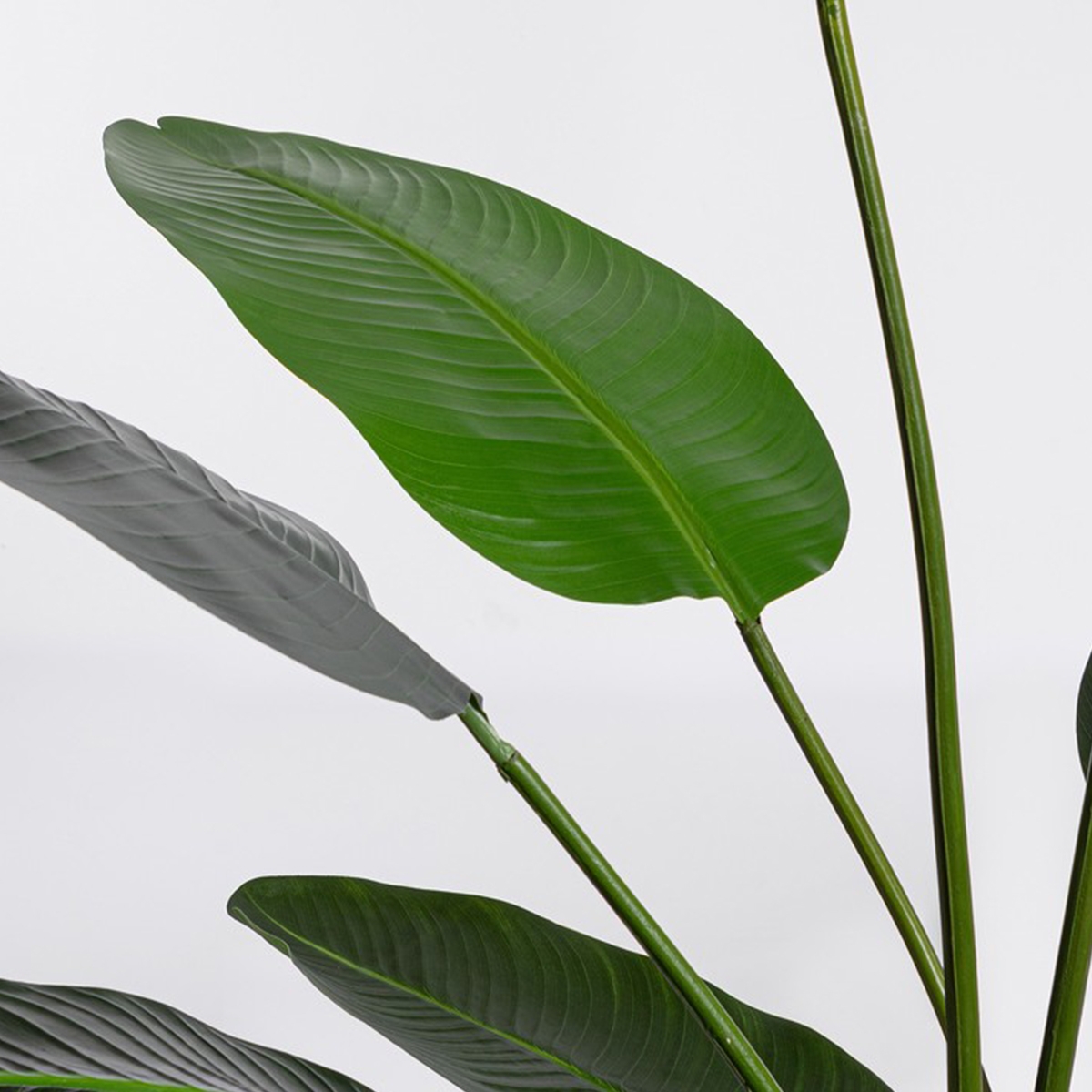 Realistische künstliche Zimmerpflanze 170x32x185 mit Topf Strelitzia Verkauf
